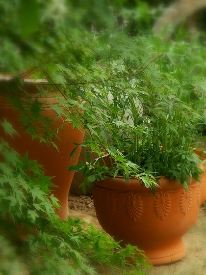 ��ʳ���������û�������(δ�����)