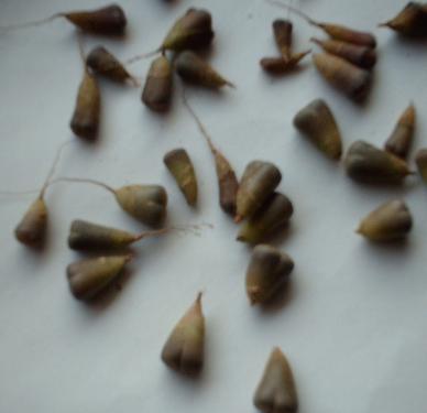 �Ź���ʯ���������