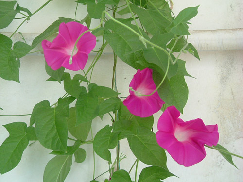 ���ţ�ҵ�Ư�����գ���ʹ�һ����ӡ���������