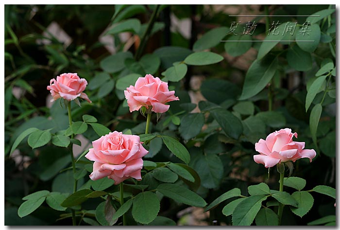 ���伯----�ҵ��¼���԰(�У�3���£�