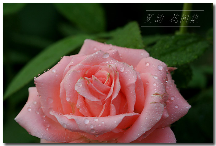 ���伯----�ҵ��¼���԰(�У�3���£�