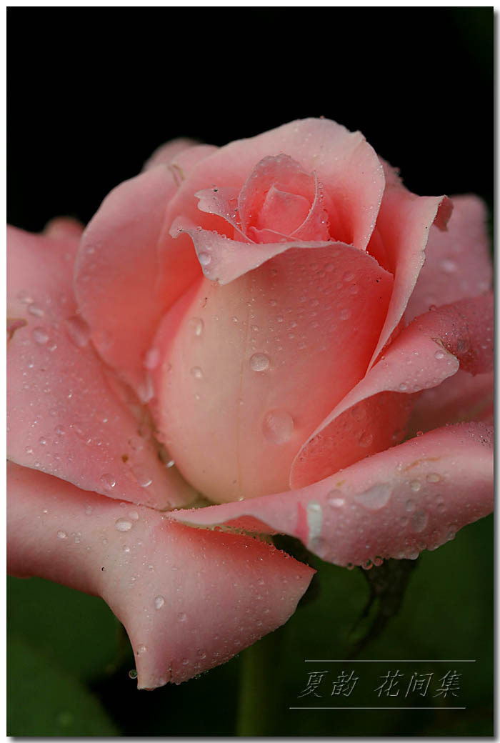 ���伯----�ҵ��¼���԰(�У�3���£�