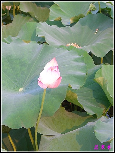 ������ɫ