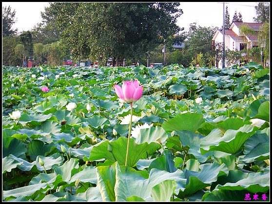 ������ɫ