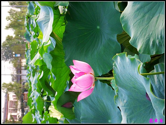 ������ɫ