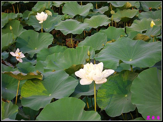 ������ɫ