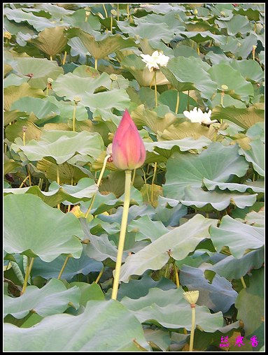 ������ɫ