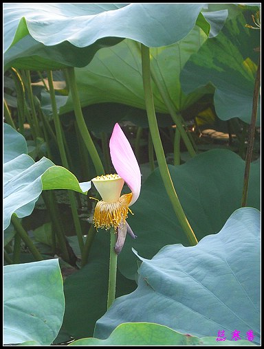 ������ɫ