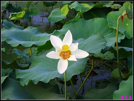 ������ɫ