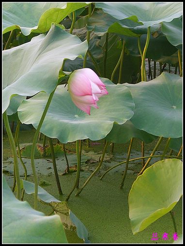 ������ɫ