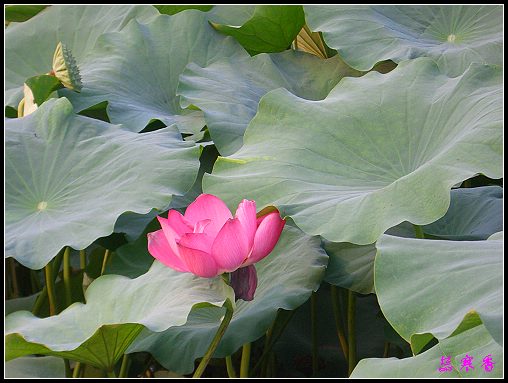 ������ɫ