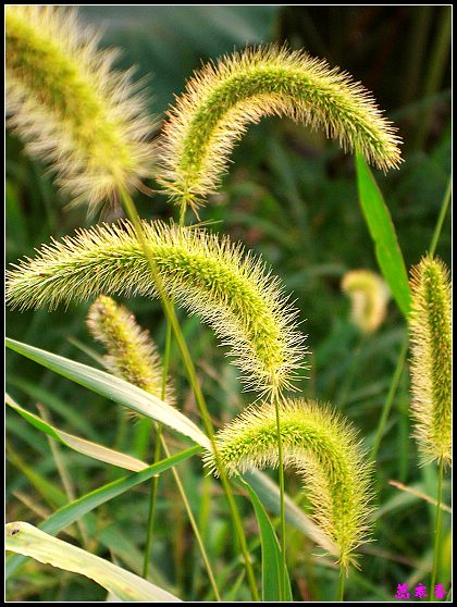 ������ɫ