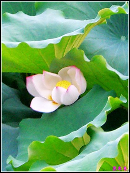 ������ɫ