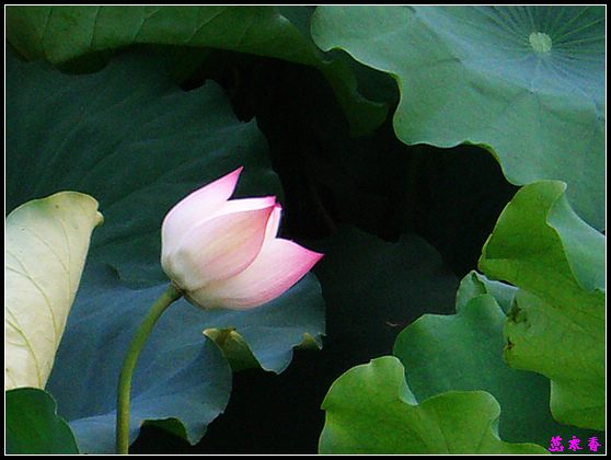 ������ɫ