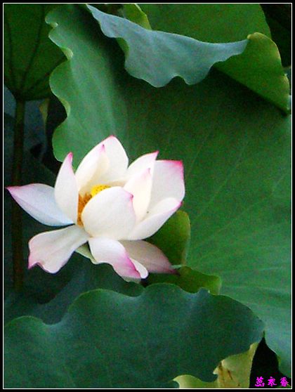 ������ɫ