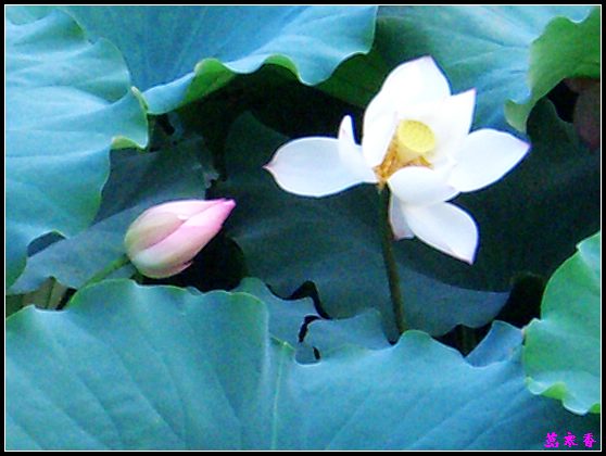 ������ɫ