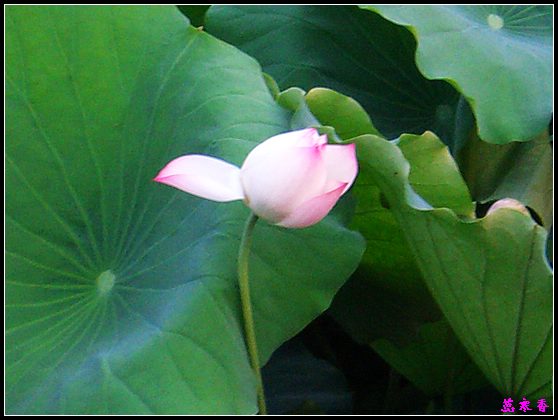 ������ɫ