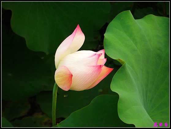 ������ɫ