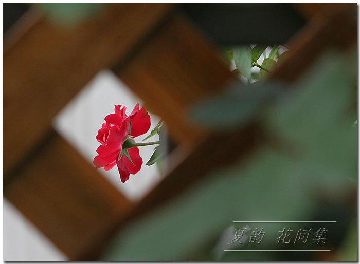 ���伯----�ҵ��¼���԰(�У�3���£�