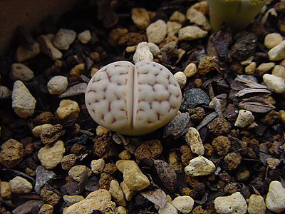 �ƶ���Сʯͷ