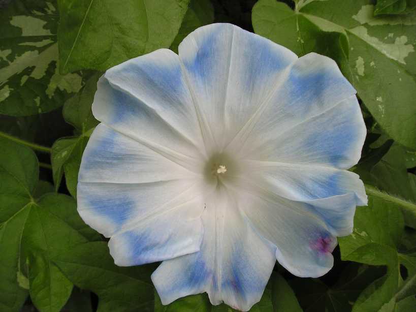 ţ���ܡ���ǣţ�ࣨ�������ͼ��