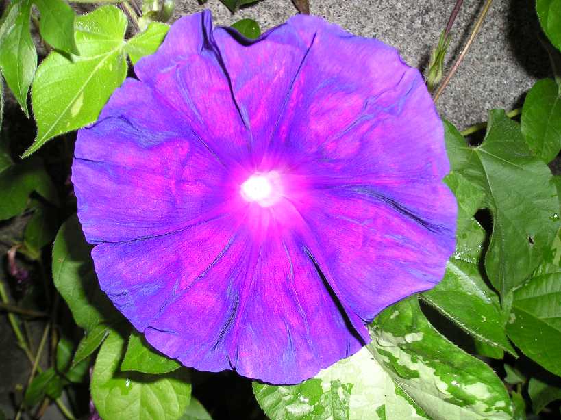 ţ���ܡ���ǣţ�ࣨ�������ͼ��