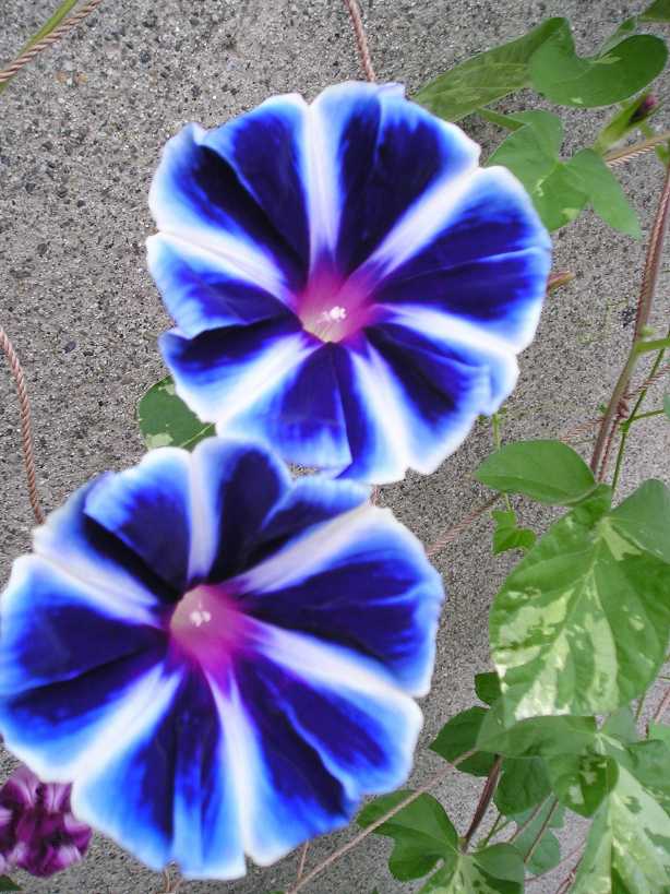 ţ���ܡ���ǣţ�ࣨ�������ͼ��