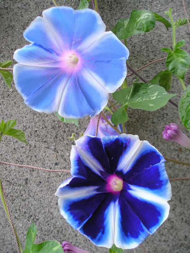 ţ���ܡ���ǣţ�ࣨ�������ͼ��