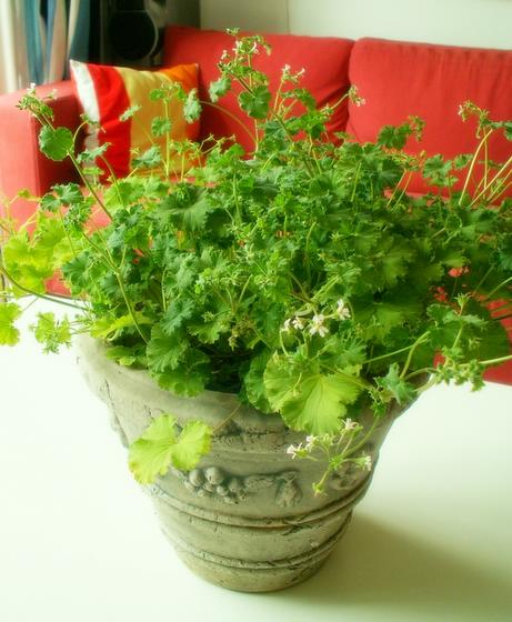 ��ʳ���������û�������(δ�����)