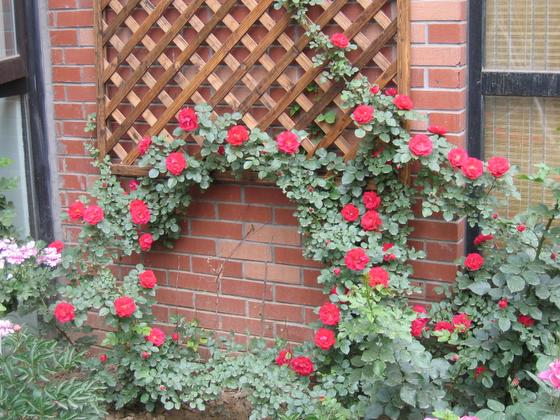 ��ʳ���������û�������(δ�����)