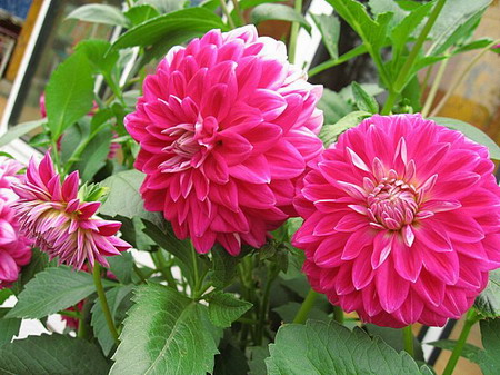 �ຣ��֮��