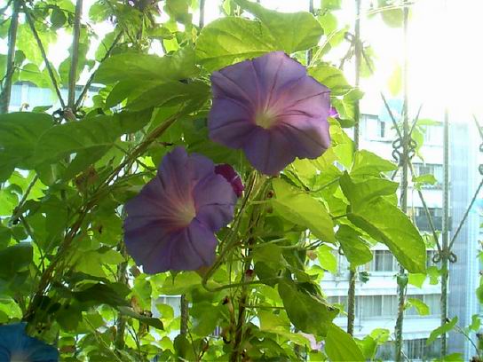 ţ���ܡ���ǣţ�ࣨ�������ͼ��