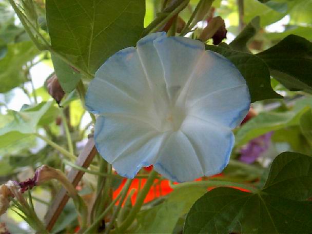 ţ���ܡ���ǣţ�ࣨ�������ͼ��