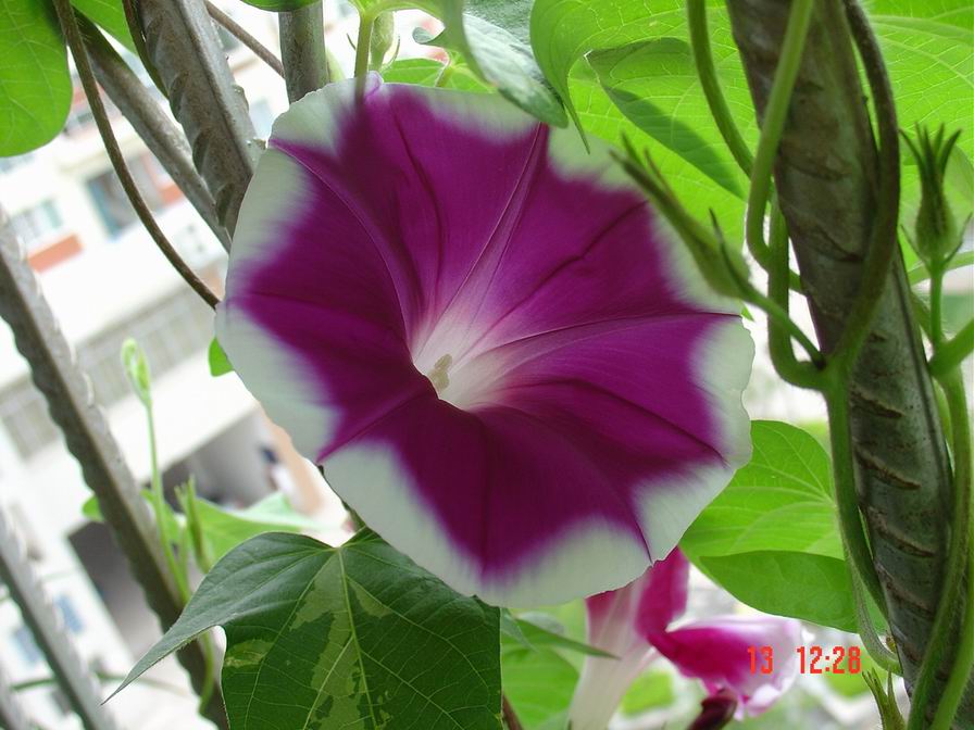 ţ���ܡ���ǣţ�ࣨ�������ͼ��