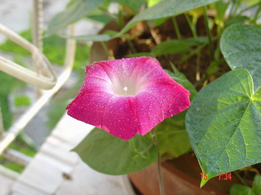 ţ���ܡ���ǣţ�ࣨ�������ͼ��