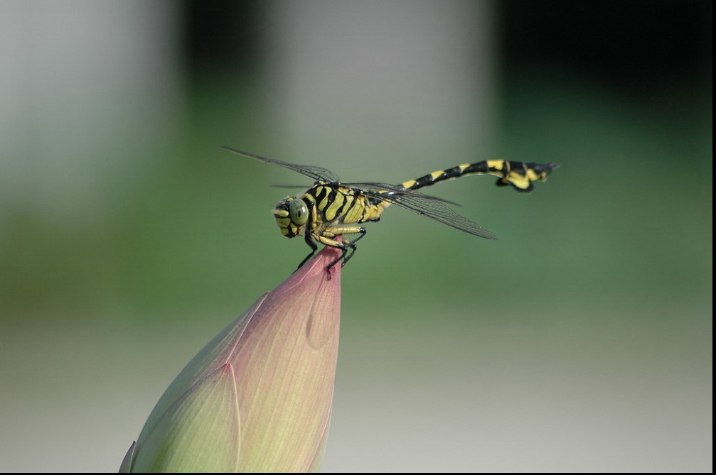 ��Ӱ��Ʒ�����������ң�8.18��ֹ