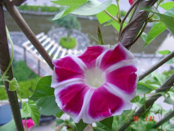 ţ���ܡ���ǣţ�ࣨ�������ͼ��