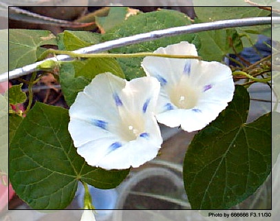 ţ���ܡ���ǣţ�ࣨ�������ͼ��