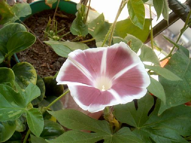 ţ���ܡ���ǣţ�ࣨ�������ͼ��