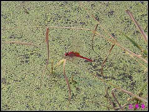 ������ɫ