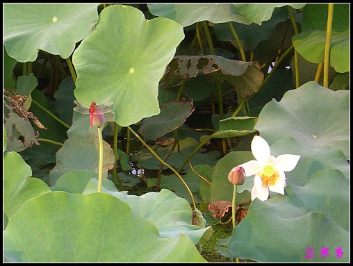 ������ɫ