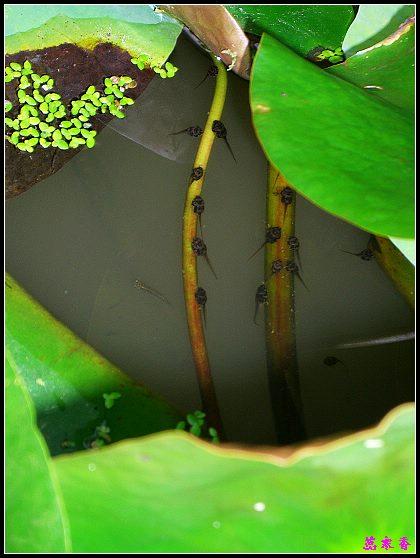 ������ɫ