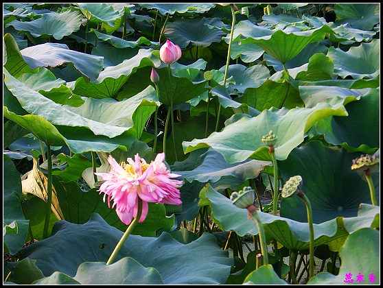 ������ɫ