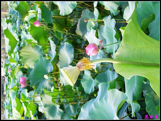 ������ɫ