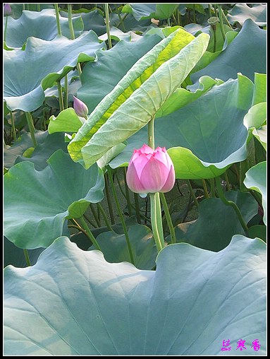 ������ɫ