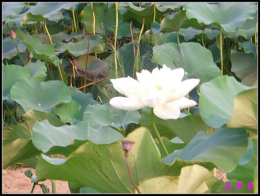 ������ɫ