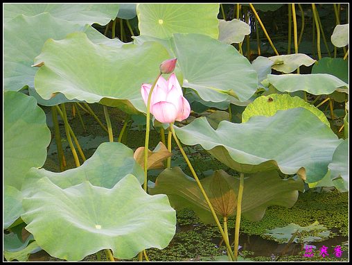 ������ɫ