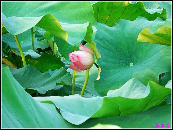 ������ɫ