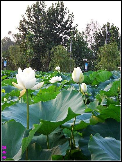 ������ɫ