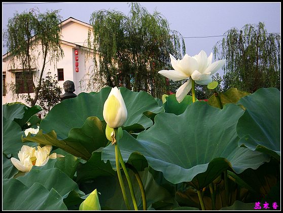 ������ɫ